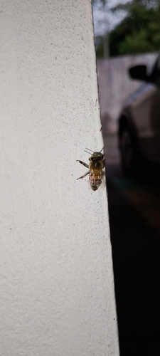 Western Honey Bee