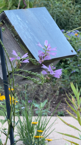 obedient plant