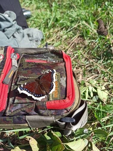 Mourning Cloak