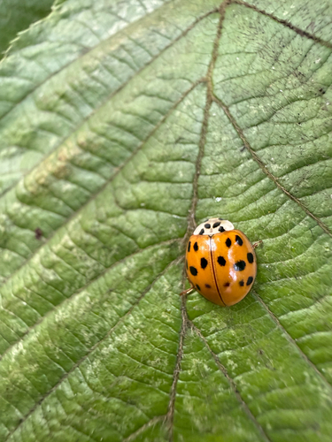 Asian Lady Beetle