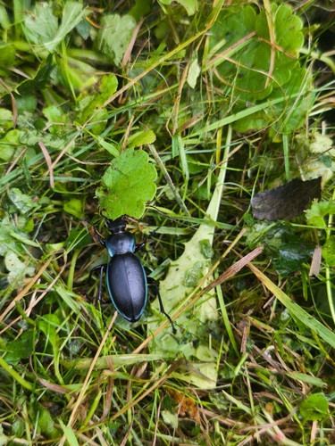 Violet ground beetle