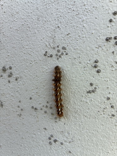 Knot Grass Moth