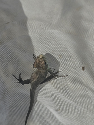 Green Lizard