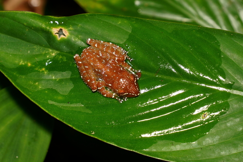 Nyctixalus pictus observed 2026-08-20