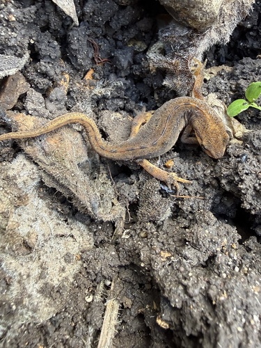 Smooth Newt