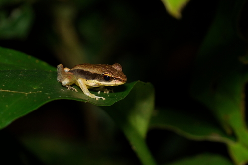 Bijurana nicobariensis observed 2026-08-20