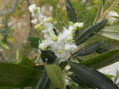 Euphyllura