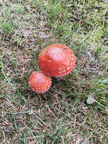 Fly Agaric