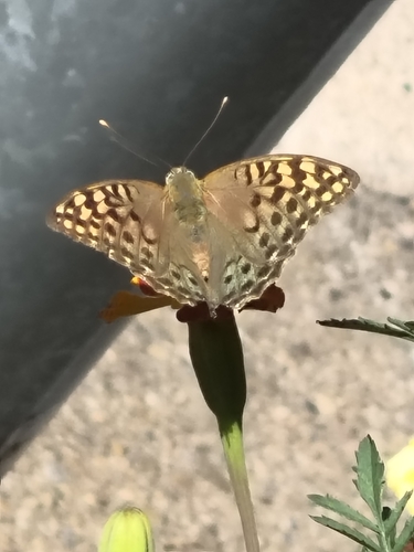 Cardinal Butterfly