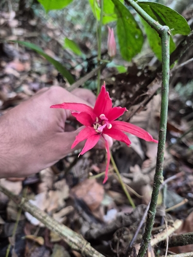 Passiflora speciosa