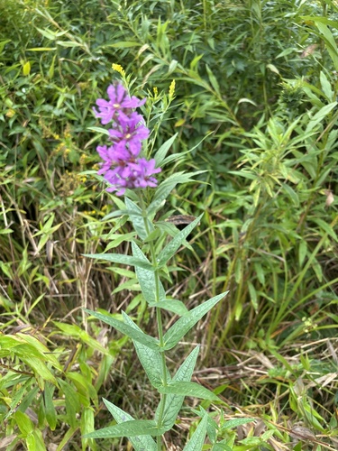 purple loosestrife