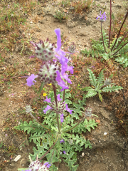 Salvia carduacea