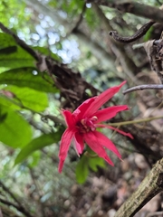 (c) André Ribeiro Cardoso, some rights reserved (CC BY) Passiflora speciosa, photograph (c) André Ribeiro Cardoso, some rights reserved (CC BY)