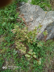 Berberis sphaerocarpa