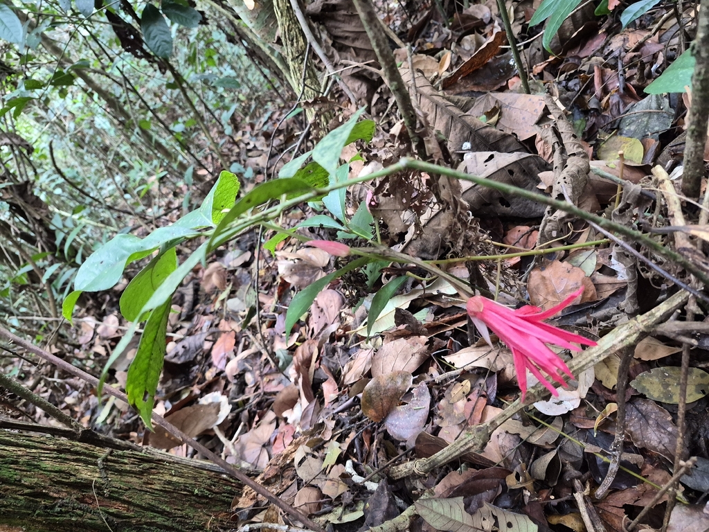 Passiflora speciosa; photograph (c) André Ribeiro Cardoso, some rights reserved (CC BY)