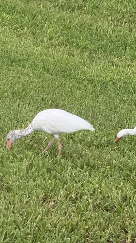 White Ibis