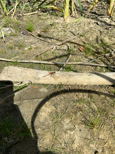 Common Darter