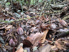 (c) André Ribeiro Cardoso, some rights reserved (CC BY) Passiflora speciosa, photograph (c) André Ribeiro Cardoso, some rights reserved (CC BY)