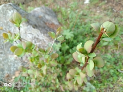 Berberis sphaerocarpa