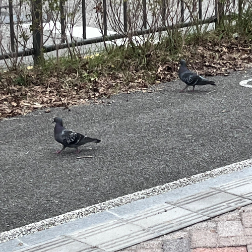 Feral Pigeon
