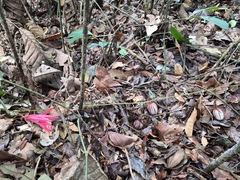 Passiflora speciosa, photograph (c) André Ribeiro Cardoso, some rights reserved (CC BY)