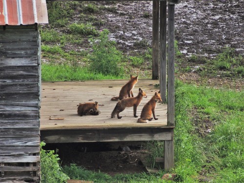 Eastern American Red Fox photographed in West Virginia