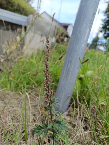common mugwort