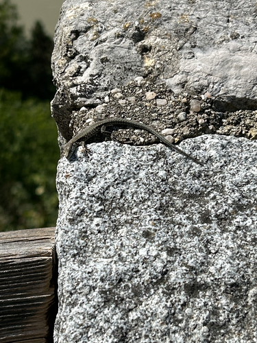 Common Wall Lizard