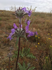 Salvia carduacea