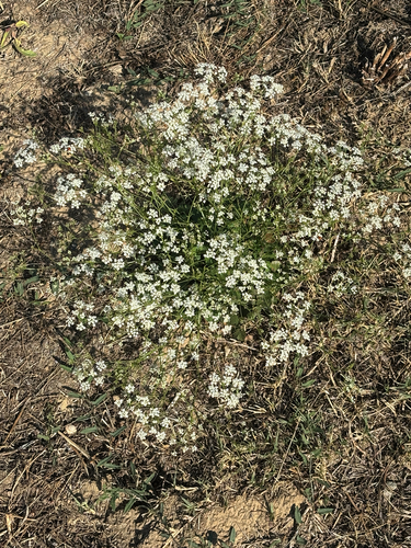 common hedge parsley