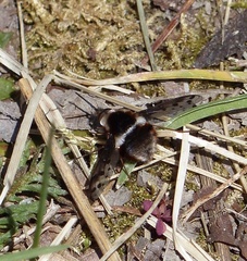 Bombylius pygmaeus