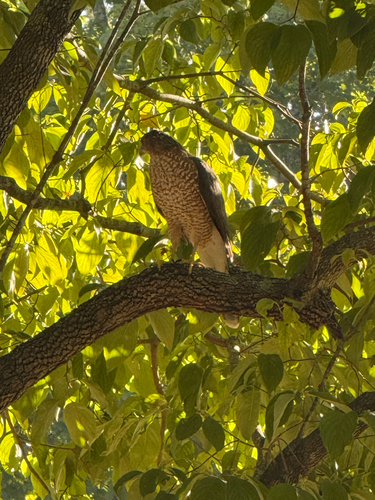 Cooper's Hawk