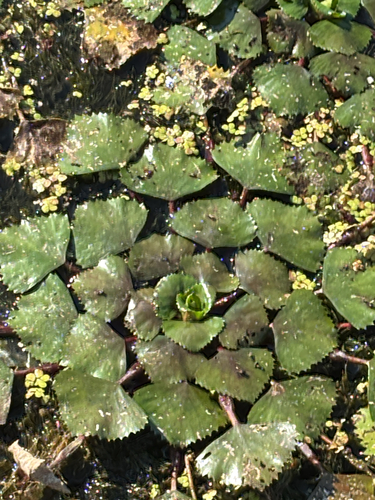 Water caltrop