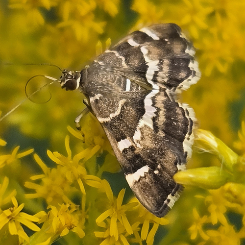 Spotted Beet Webworm Moth