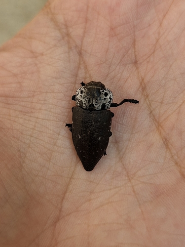 Flat-headed Root-borer