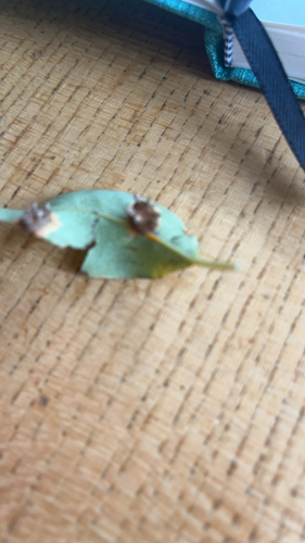 Pear Rust