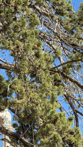 Mediterranean cypress