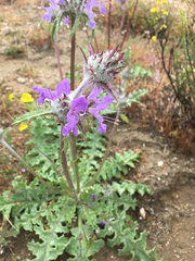 Salvia carduacea