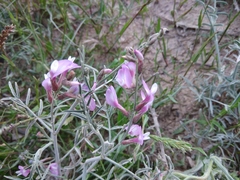 Astragalus hyrcanus