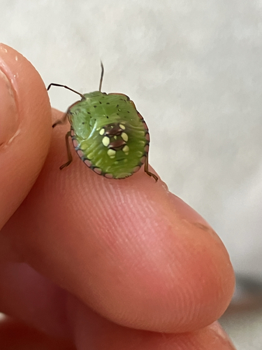 Southern Green Stink Bug