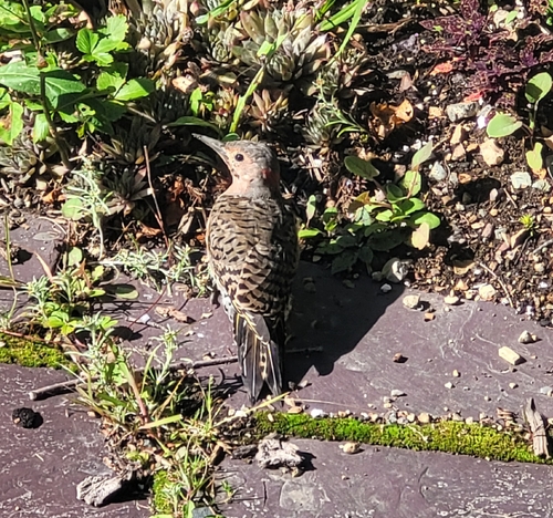 Northern Flicker