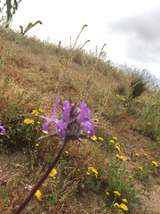Salvia carduacea