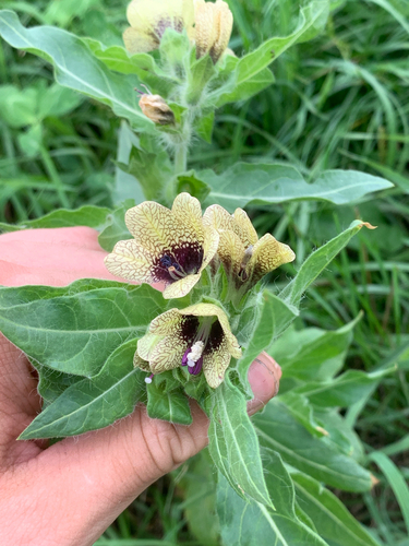 black henbane