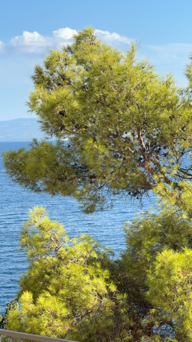 Aleppo pine
