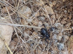 Latrodectus tredecimguttatus