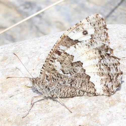 Great Banded Grayling