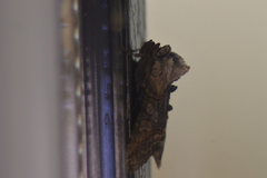 Abrostola tripartita