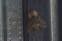 Abrostola tripartita