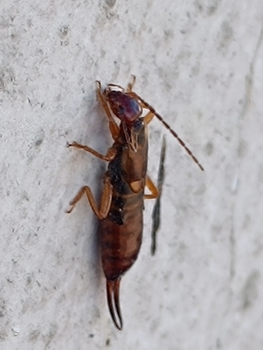 European Earwig