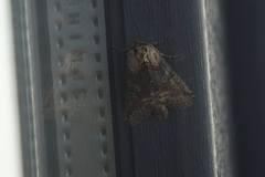Abrostola tripartita